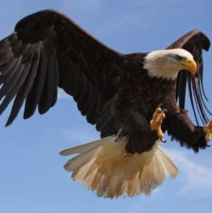 Meet your Posher, Billy